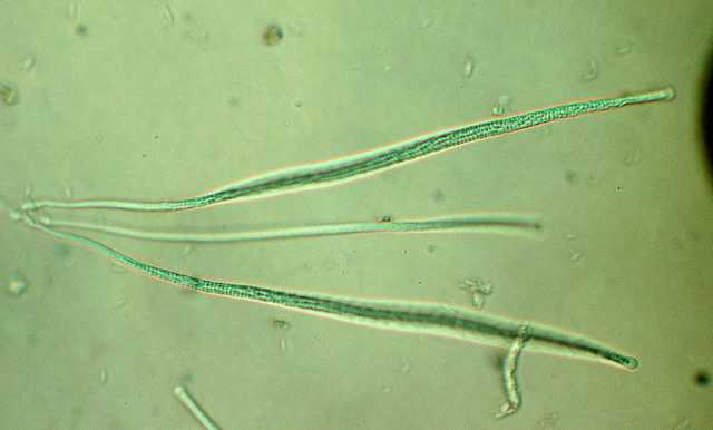 Cordyceps larvicola    Qulet